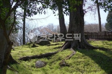 나무, 숲, 이끼, 햇살, forest, 사진,이미지,일러스트,캘리그라피 - Nfallinhosuk작가 크라우드픽 - 저작권 걱정 없는 상업용 이미지