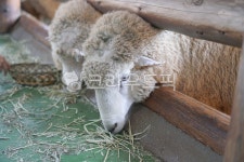 잔디, 양, 하얀, 여물, 먹이, 사진,이미지,일러스트,캘리그라피 - 동고미작가 크라우드픽 - 저작권 걱정 없는 상업용 이미지