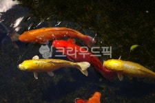 fish, 물고기, 잉어, 연못, pond, 사진,이미지,일러스트,캘리그라피 - tjsejrrh88작가 크라우드픽 - 저작권 걱정 없는 상업용 이미지