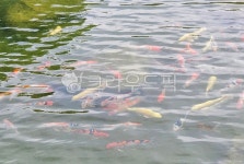 물, 물고기, 임어, fish, water, 사진,이미지,일러스트,캘리그라피 - dytnr67작가 크라우드픽 - 저작권 걱정 없는 상업용 이미지