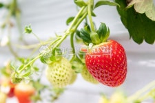 딸기, 딸기농장, 딸기재배, 농장, berry, 사진,이미지,일러스트,캘리그라피 - SWimage작가 크라우드픽 - 저작권 걱정 없는 상업용 이미지