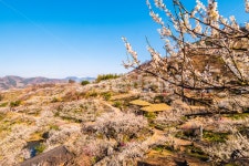 매화, 꽃, 청매실농장, 매실, 광양, 사진,이미지,일러스트,캘리그라피 - 사진속으로작가 크라우드픽 - 저작권 걱정 없는 상업용 이미지