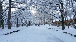 눈, snow, 겨울, 나무, winter, 사진,이미지,일러스트,캘리그라피 - Nromy010작가 크라우드픽 - 저작권 걱정 없는 상업용 이미지