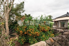 제주도, 감귤, 귤, 나무, 귤나무, 사진,이미지,일러스트,캘리그라피 - 강꼬리작가 크라우드픽 - 저작권 걱정 없는 상업용 이미지