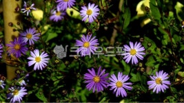 flower, 꽃, 들꽃, 자연, nature, 사진,이미지,일러스트,캘리그라피 - krkim1206작가 크라우드픽 - 저작권 걱정 없는 상업용 이미지