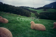 양떼목장, 양, 초록, 잔디, 동물, 사진,이미지,일러스트,캘리그라피 - jutnt0512작가 크라우드픽 - 저작권 걱정 없는 상업용 이미지