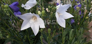 식물, 꽃, 도라지, 잎, 약재, 사진,이미지,일러스트,캘리그라피 - Nphseo59작가 크라우드픽 - 저작권 걱정 없는 상업용 이미지