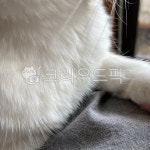 고양이, 고양이털, 근접샷, 확대샷, 하얀, 사진,이미지,일러스트,캘리그라피 - Nrudfladlekd작가 크라우드픽 - 저작권 걱정 없는 상업용 이미지