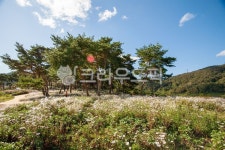 가을, 구절초, 들국화, 소나무, 동산, 사진,이미지,일러스트,캘리그라피 - leekom작가 크라우드픽 - 저작권 걱정 없는 상업용 이미지
