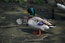 새, mallard, 청둥오리, duck, 오리, 사진,이미지,일러스트,캘리그라피 - Shins작가 크라우드픽 - 저작권 걱정 없는 상업용 이미지