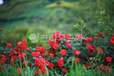 순천만국가정원1호, 테마공원, 자연생태공원, 자연, 옥외, 사진,이미지,일러스트,캘리그라피 - pandora4077작가 크라우드픽 - 저작권 걱정... 