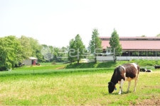 목장, 낙농, 낙농체험, 젖소, 자연, 사진,이미지,일러스트,캘리그라피 - 면장작가 크라우드픽 - 저작권 걱정 없는 상업용 이미지