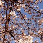 blossom, flower, 꽃, cherryblossom, 봄, 사진,이미지,일러스트,캘리그라피 - dasom1130작가 크라우드픽 - 저작권 걱정 없는 상업용... 