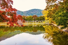 단풍, 반영, 단풍나무, 저수지, 가을, 사진,이미지,일러스트,캘리그라피 - 라파엘작가 크라우드픽 - 저작권 걱정 없는 상업용 이미지