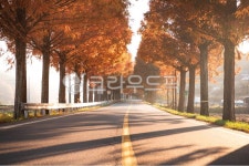 메타쉐콰이어, 메타세콰이어, 가을, 단풍, 가로수, 사진,이미지,일러스트,캘리그라피 - pobiris작가 크라우드픽 - 저작권 걱정 없는 상업용 이미지