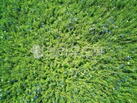 도라지, 꽃, 도라지농장, 약초, 도라지밭, 사진,이미지,일러스트,캘리그라피 - 포토비작가 크라우드픽 - 저작권 걱정 없는 상업용 이미지