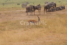 얼룩말, 케냐, 아프리카, 자연, 산양, 사진,이미지,일러스트,캘리그라피 - Nlawyeran21작가 크라우드픽 - 저작권 걱정 없는 상업용 이미지