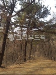 tree, 나무, 작은숲, nature, 자연, 사진,이미지,일러스트,캘리그라피 - 스톡맨작가 크라우드픽 - 저작권 걱정 없는 상업용 이미지