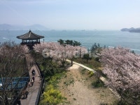 여수전망대, 벚꽃, 여수바다, 고건축, 벛꽃길, 사진,이미지,일러스트,캘리그라피 - yeonoki작가 크라우드픽 - 저작권 걱정 없는 상업용 이미지