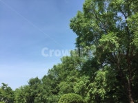 하늘, 나무, 숲, 하늘색, 맑은, 사진,이미지,일러스트,캘리그라피 - sc1639작가 크라우드픽 - 저작권 걱정 없는 상업용 이미지