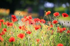 순천만국가정원1호, 테마공원, 자연생태공원, 자연, 옥외, 사진,이미지,일러스트,캘리그라피 - pandora4077작가 크라우드픽 - 저작권 걱정... 