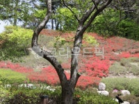 healing, 전남화순, jeonnamhwasun, 화순만연산, mountain, 사진,이미지,일러스트,캘리그라피 - miso1004작가 크라우드픽 - 저작권 걱정... 