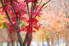 단풍, 가을, 자연, 단풍나무, 가로수길, 사진,이미지,일러스트,캘리그라피 - 늘푸른작가 크라우드픽 - 저작권 걱정 없는 상업용 이미지