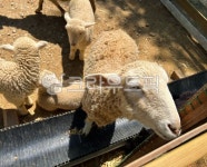 양, sheep, 동물, animal, 농장, 사진,이미지,일러스트,캘리그라피 - lubki작가 크라우드픽 - 저작권 걱정 없는 상업용 이미지