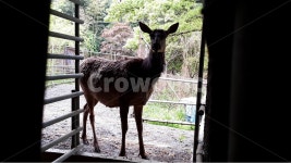 동물, 사슴, 사슴농장, 농장, deer 사진, 이미지 - Nipb1작가 가장 한국적인 스톡 사진 - 크라우드픽