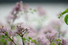 봄, 봄꽃, 식물, 자연, 풍경, 사진,이미지,일러스트,캘리그라피 - pb이로작가 크라우드픽 - 저작권 걱정 없는 상업용 이미지