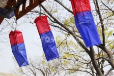 청사초롱, 봄, 나무, 전통혼례, 전통, 사진,이미지,일러스트,캘리그라피 - 유신유작가 크라우드픽 - 저작권 걱정 없는 상업용 이미지