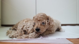 강아지, 푸들, 개린이, 바라봄, puppy, 사진,이미지,일러스트,캘리그라피 - TaEen작가 크라우드픽 - 저작권 걱정 없는 상업용 이미지