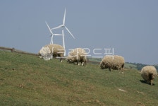 양떼목장, 강원도, 풍력발전, 양, 목장, 사진,이미지,일러스트,캘리그라피 - Nlight_zoo작가 크라우드픽 - 저작권 걱정 없는 상업용 이미지