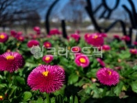 flower, 꽃, petal, 꽃잎, 여의나루, 사진,이미지,일러스트,캘리그라피 - 나루캉작가 크라우드픽 - 저작권 걱정 없는 상업용 이미지