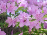 삶을디자인하다봄꽃 | 봄, 식물, 자연, 꽃, 봄꽃, 사진,이미지,일러스트,캘리그라피 - 유자디자인작가 크라우드픽 - 저작권 걱정 없는 상업용 이미지