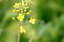 꽃봉오리, 꽃, 꽃잎, 초록잎, 유채꽃, 사진,이미지,일러스트,캘리그라피 - 수아대디작가 크라우드픽 - 저작권 걱정 없는 상업용 이미지