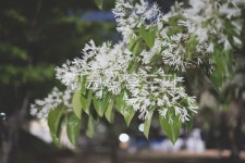 plant, 이팝나무, flower, 식물, 꽃, 사진,이미지,일러스트,캘리그라피 - 현망간의 달작가 크라우드픽 - 저작권 걱정 없는 상업용 이미지