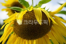 식물, 자연, 향기, flower, 꽃, 사진,이미지,일러스트,캘리그라피 - 시처럼찰칵작가 크라우드픽 - 저작권 걱정 없는 상업용 이미지