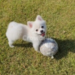 공, ball, 강아지, 웃는강아지, 웃는개, 사진,이미지,일러스트,캘리그라피 - 해님이작가 크라우드픽 - 저작권 걱정 없는 상업용 이미지