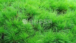 솔잎, 소나무잎, 소나무, 청솔, 나뭇잎, 사진,이미지,일러스트,캘리그라피 - BUSAN OPPA작가 크라우드픽 - 저작권 걱정 없는 상업용 이미지