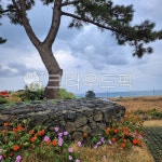 tree, 나무, 꽃, flower, outdoors, 사진,이미지,일러스트,캘리그라피 - dlftla1871작가 크라우드픽 - 저작권 걱정 없는 상업용 이미지