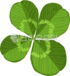 식물, 자연, 네잎크로바, 네잎크로버, 네잎클로버, 사진,이미지,일러스트,캘리그라피 - cjh0723작가 크라우드픽 - 저작권 걱정 없는 상업용 이미지