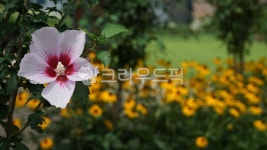 무궁화, 나라꽃, 여름, 나무, 잎, 사진,이미지,일러스트,캘리그라피 - 써니포토작가 크라우드픽 - 저작권 걱정 없는 상업용 이미지