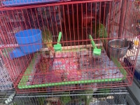 홍콩새시장, 새시장, 시장, 홍콩, 유엔포, 사진,이미지,일러스트,캘리그라피 - Nsupportp작가 크라우드픽 - 저작권 걱정 없는 상업용 이미지