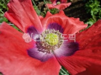 양귀비, 양귀비꽃, 두해살이풀, 앵속, 약담배, 사진,이미지,일러스트,캘리그라피 - 미미랑작가 크라우드픽 - 저작권 걱정 없는 상업용 이미지