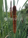 부들, 큰부들, typhalatifolia, cattails, bulrush, 사진,이미지,일러스트,캘리그라피 - 오작교작가 크라우드픽 - 저작권 걱정 없는... 