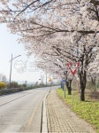 flower, 꽃, 길, 꽃길, 봄, 사진,이미지,일러스트,캘리그라피 - kyumi86작가 크라우드픽 - 저작권 걱정 없는 상업용 이미지