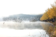 은행나무, 단풍, 물, 저수지, 호수, 사진,이미지,일러스트,캘리그라피 - 소나무작가 크라우드픽 - 저작권 걱정 없는 상업용 이미지