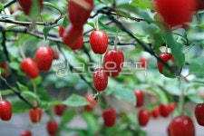 식물, 열매, 보리수, 빨간열매, plant, 사진,이미지,일러스트,캘리그라피 - Nbocrates68작가 크라우드픽 - 저작권 걱정 없는 상업용 이미지