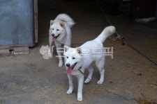 진돗개, 개, 동물, 백구, 진도견, 사진,이미지,일러스트,캘리그라피 - 포토비작가 크라우드픽 - 저작권 걱정 없는 상업용 이미지